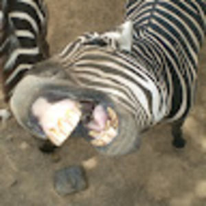 Meet your Posher, Eliana